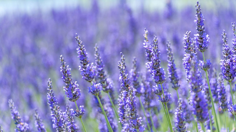 探偵事務所 Lavendar